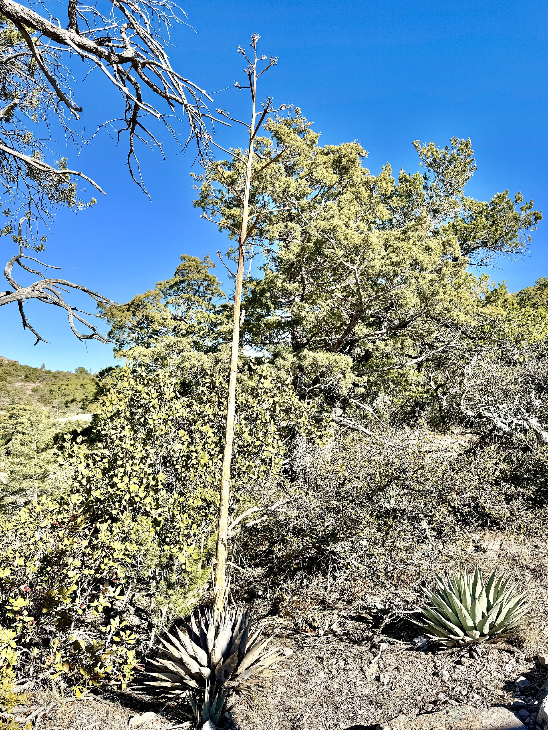 Echo Canyon Trail, Chiricahua National Monument, Willcox, AZ - 54293740380